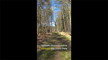 Dąb Perła Czarków historia drzewa i lokalnej legendy