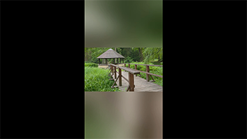Śląskie arboretum w Brynku – zielona perła ukryta wśród lasów