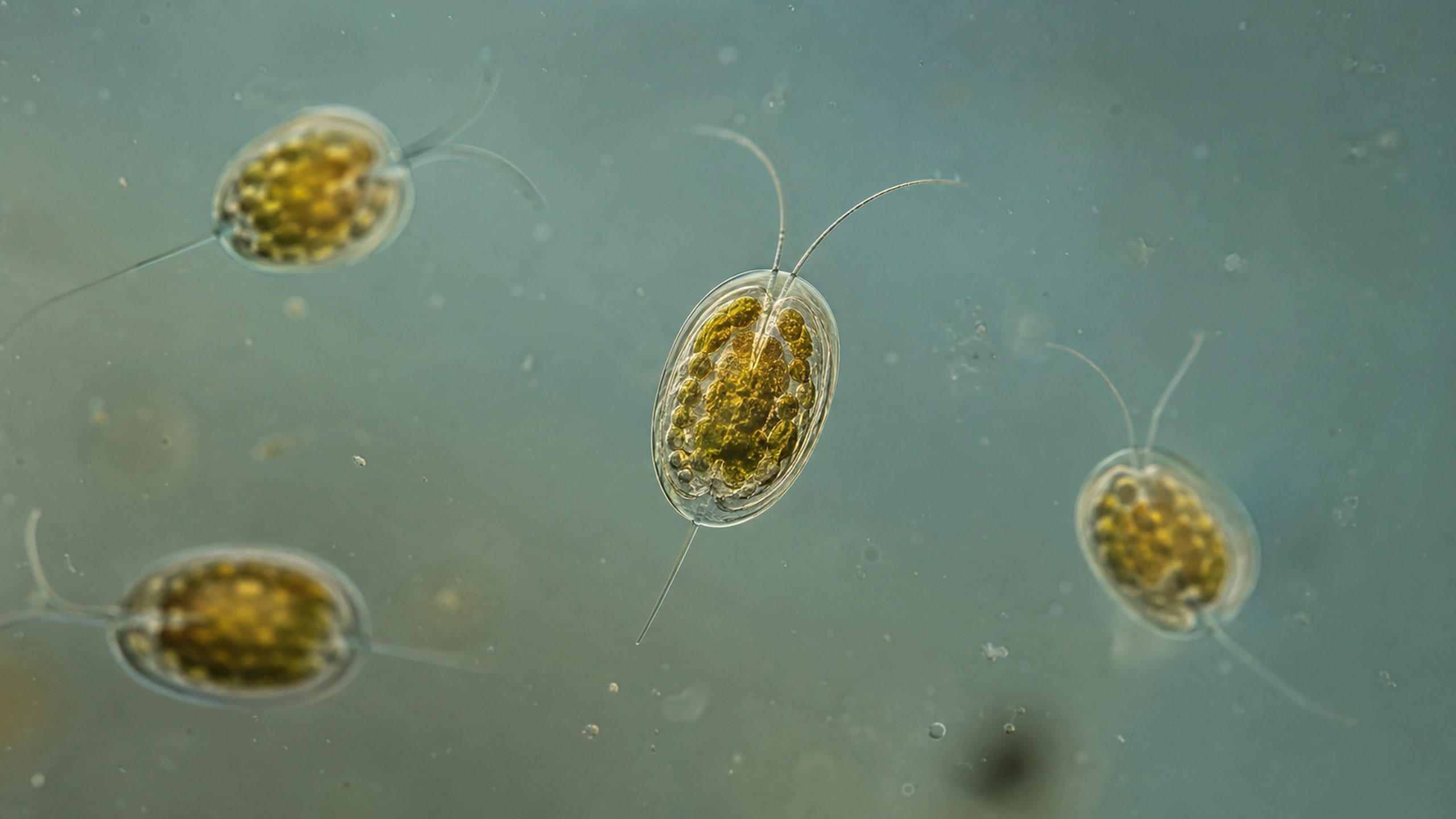 Złota alga w Kanale Gliwickim widoczna pod mikroskopem obok wód Portu Gliwice